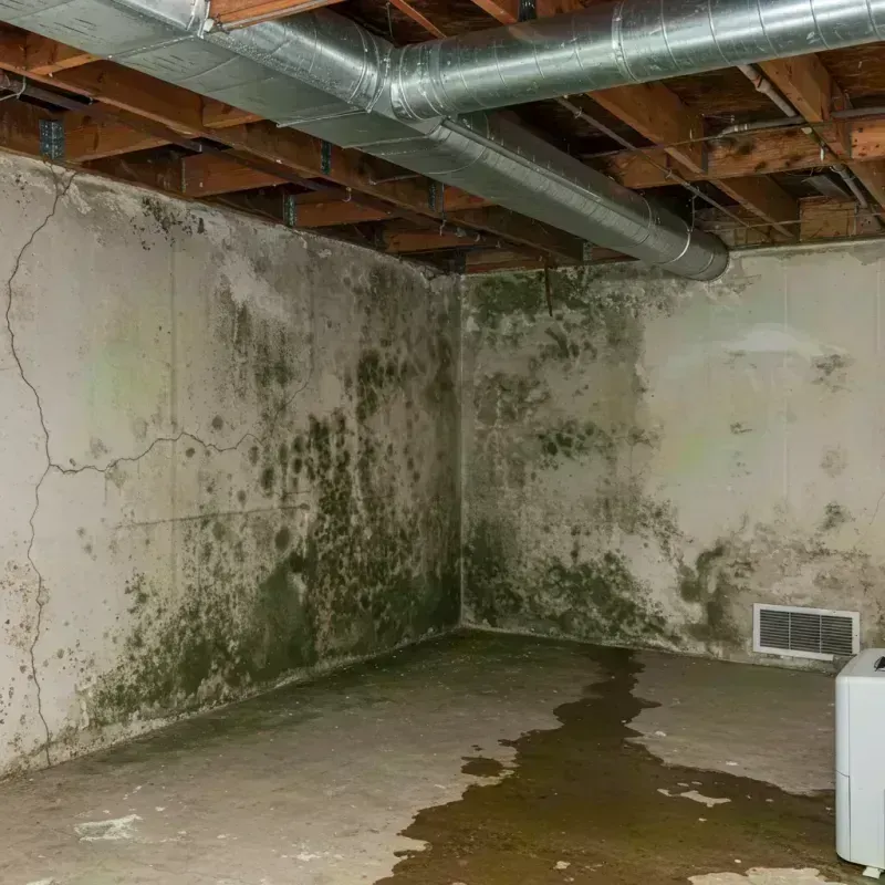 Professional Mold Removal in Erie, PA